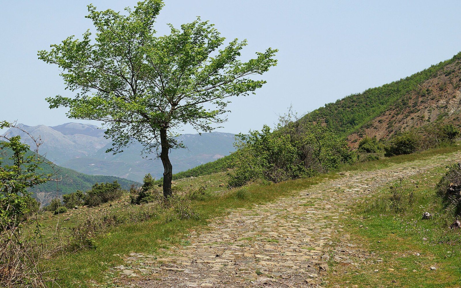 A cobbled road running along a hillside past a single tree